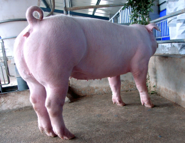 后备母猪屡配不孕怎么办母猪屡次配种不怀孕怎么办试试这样做