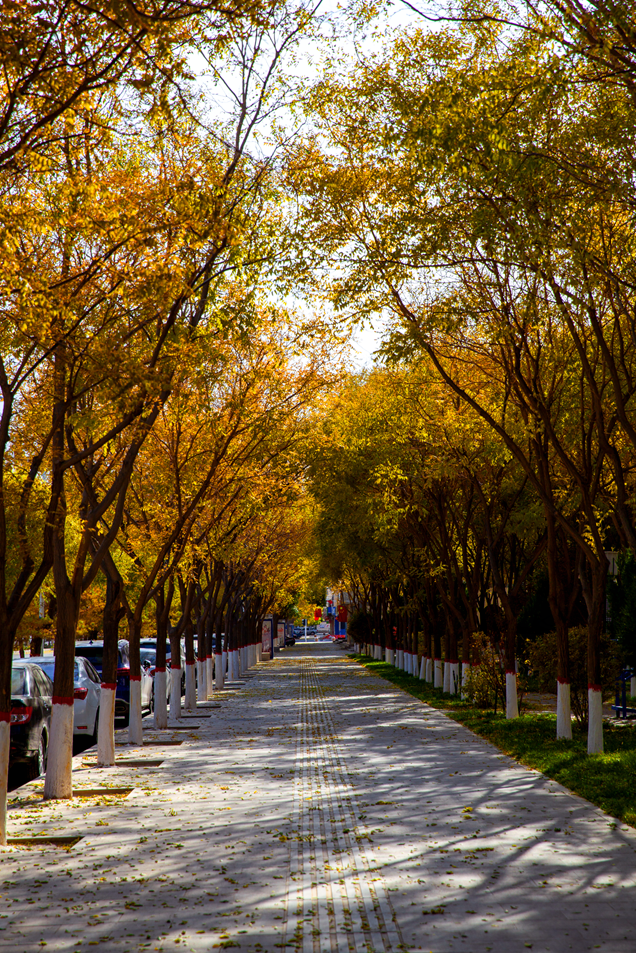 属于玉门的醉美风景秋意正浓 胡杨已黄杨树红  胡杨黄  湖水绿有人说