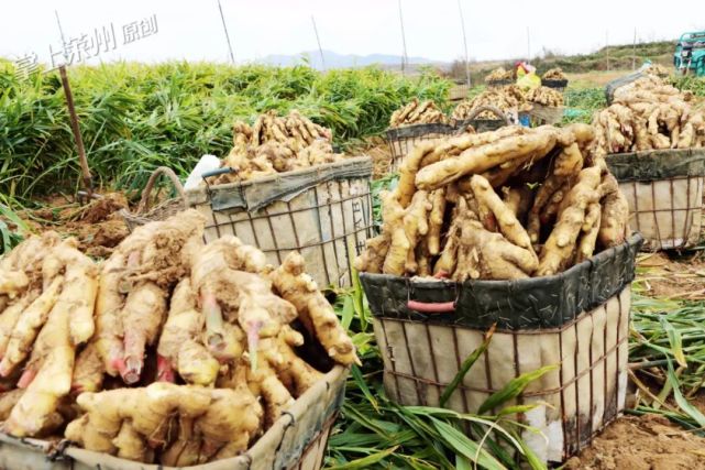 在萊州平裡店等鎮街,很多農戶都會種植大姜,少的種個一兩畝地,多的能