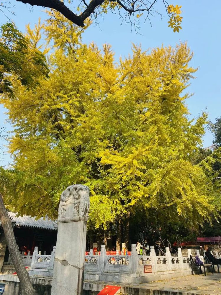 我們經歷了一整夏的連雨天當然今年也不例外是潭柘寺帝王銀杏樹最佳觀