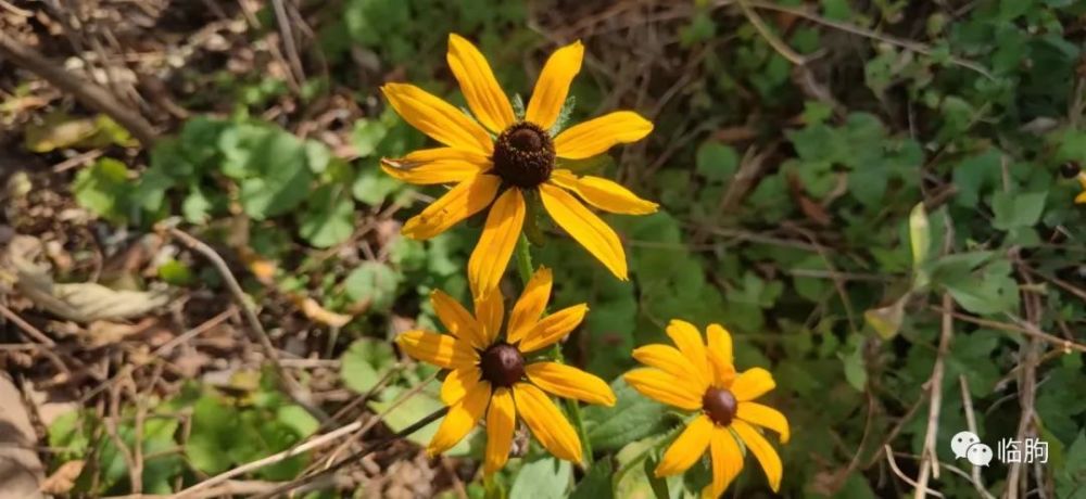 【临朐微刊】张崇利: 怀胎草