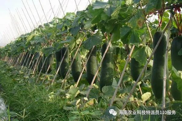 【技術指導】冬種瓜菜種植技術(6):冬瓜栽培技術要點