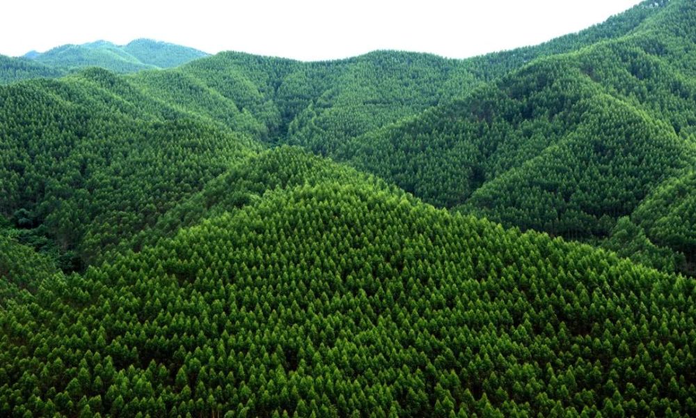 【以优异成绩迎接自治区第十二次党代会召开】宁明县打造广西林业产业