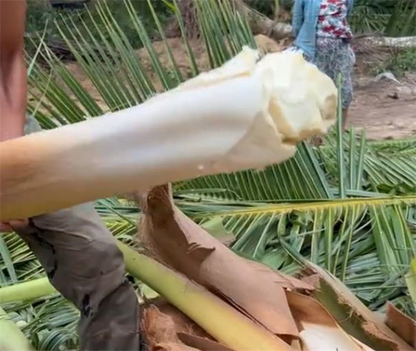人类是怎么发现椰子树的芯可以吃的?内陆的朋友想不到吧,是甜的