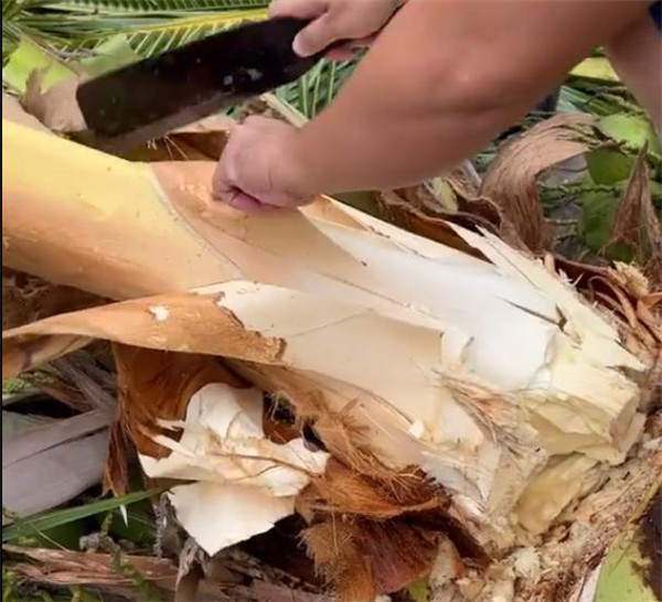 人类是怎么发现椰子树的芯可以吃的?内陆的朋友想不到吧,是甜的