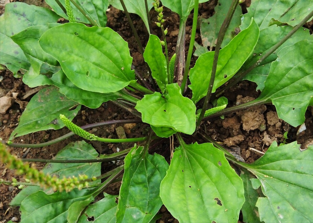 农村常见的15种 不知名 野菜 用对都是宝 你认识吗 腾讯新闻