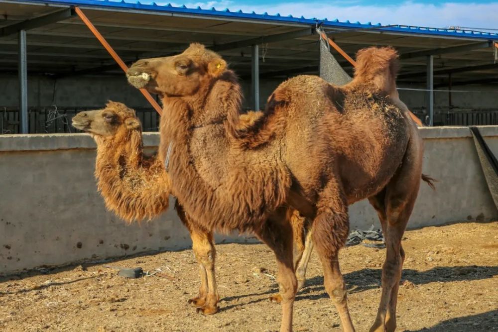 就业365骆驼养殖敲开致富门