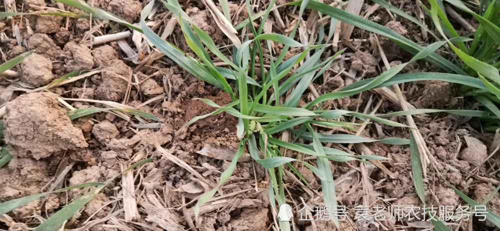 草秦宣太后的小说_秦海棠美姿草本能瘦吗_草秦