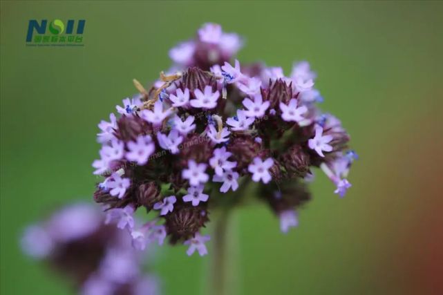 狮山兰芷知多少?戳这里揭晓