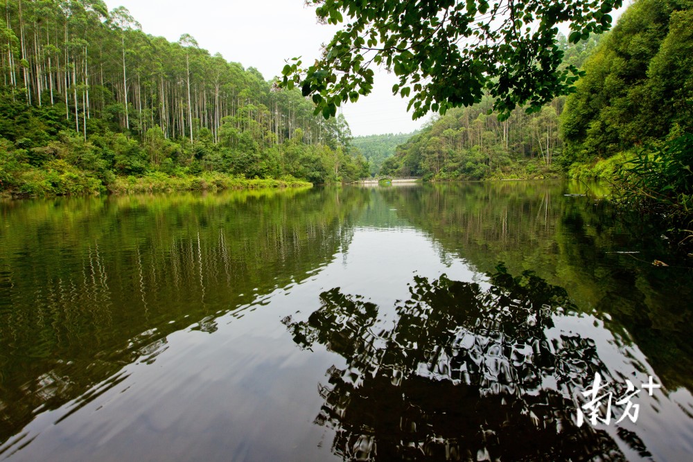 樟木头再添佳景宝山森林公园绿色廊道有望春节前开放