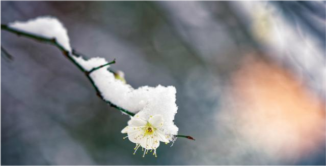 古人很容易将白梅误认为雪,因为二者都是冬天才会有的事物.