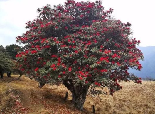 雲南深山綻放百年的大樹杜鵑屍體躺在大英博物館