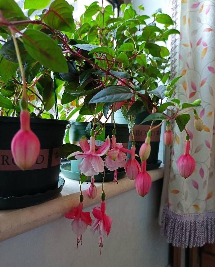 灯笼花的养殖方法(俄罗斯毛灯笼花的养殖方法)