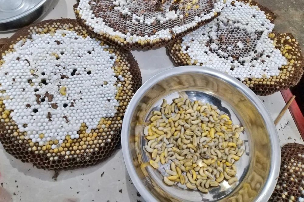 保山大田坝野生蜂仔正当食