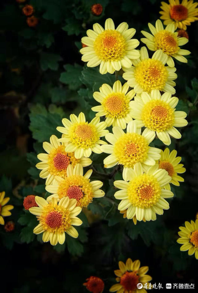 趵突泉公园内,默默绽放的黄菊花