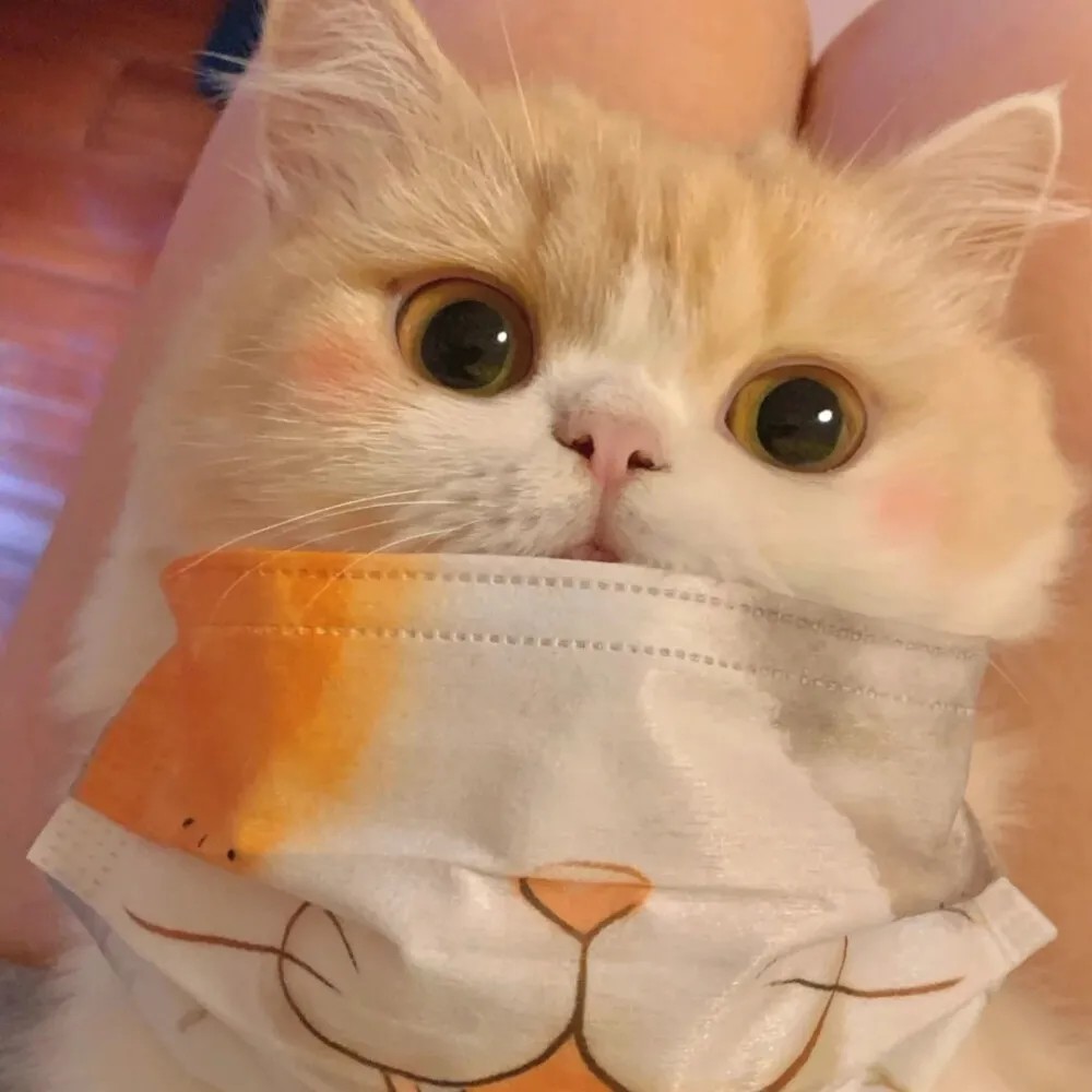 猫狗头像|可爱万万岁