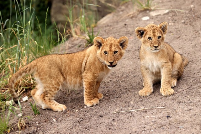 (外代一线)悉尼:幼狮亮相