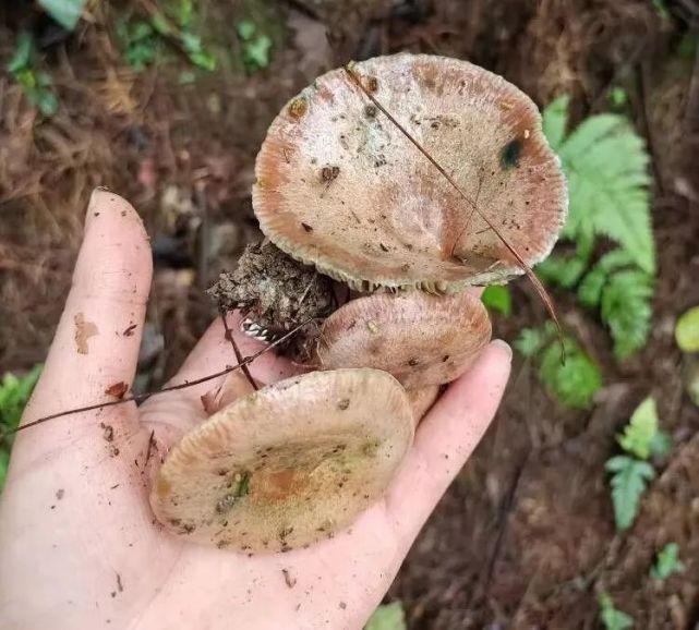 原来是为了……|菌子|枞树菌|蘑菇