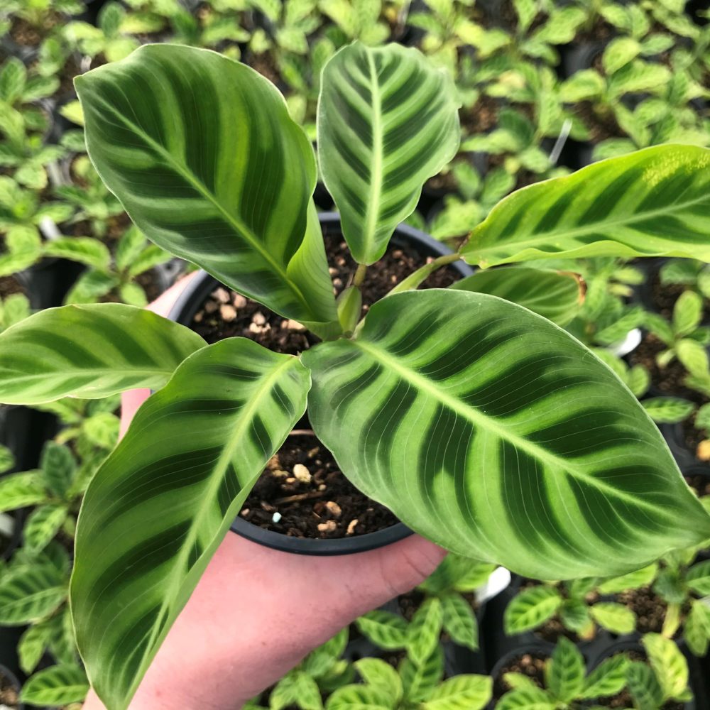 天鹅绒竹芋斑斓多彩的梦想家植觉小城