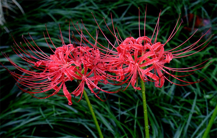 石蒜花比彼岸花的区别在生活当中,很多朋友总是把彼岸花和石蒜花两者