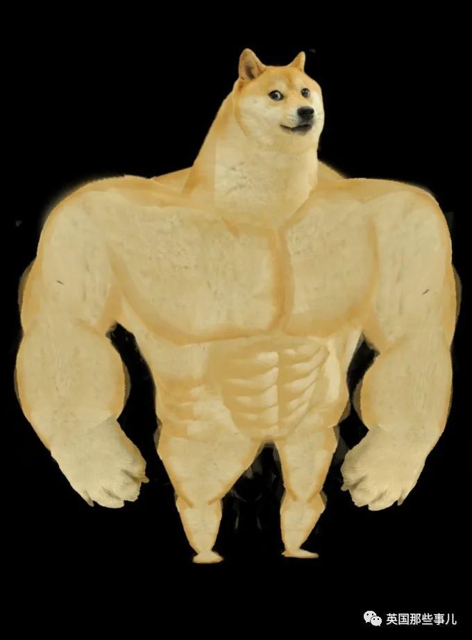 一张照片火遍全球成为表情包王者这只柴犬过16岁生日啦