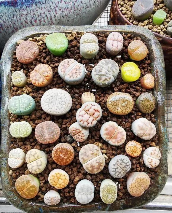 拳头大的生石花你害怕了吗一棵生石花售价800块