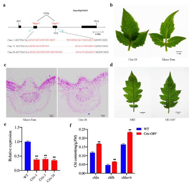 phenotypic characterization of cris-obv, oe-obv, and wild-type