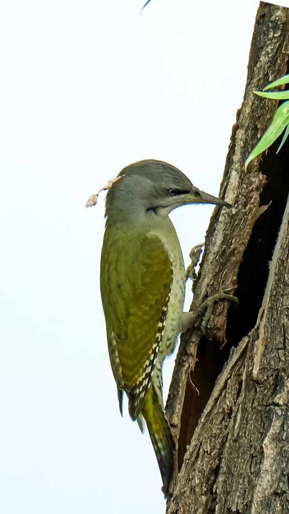 山西鸟类图鉴灰头绿啄木鸟