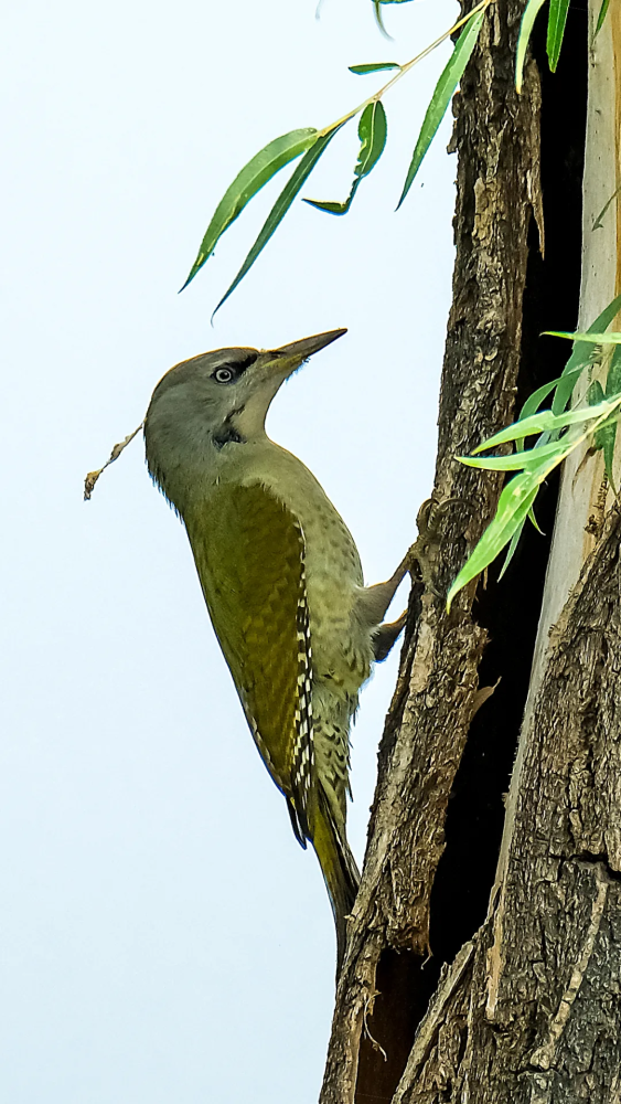 山西鸟类图鉴灰头绿啄木鸟