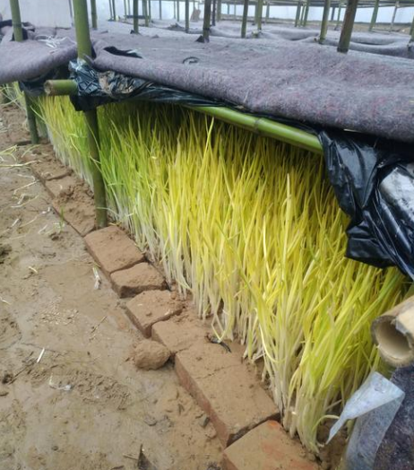 常被误认成韭黄只能在黑暗中生长却是菜中珍品8元1斤