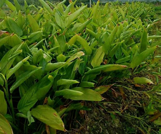 南方特有的"薯,长得像冬笋,吃起来像红薯,种植多年却少人识