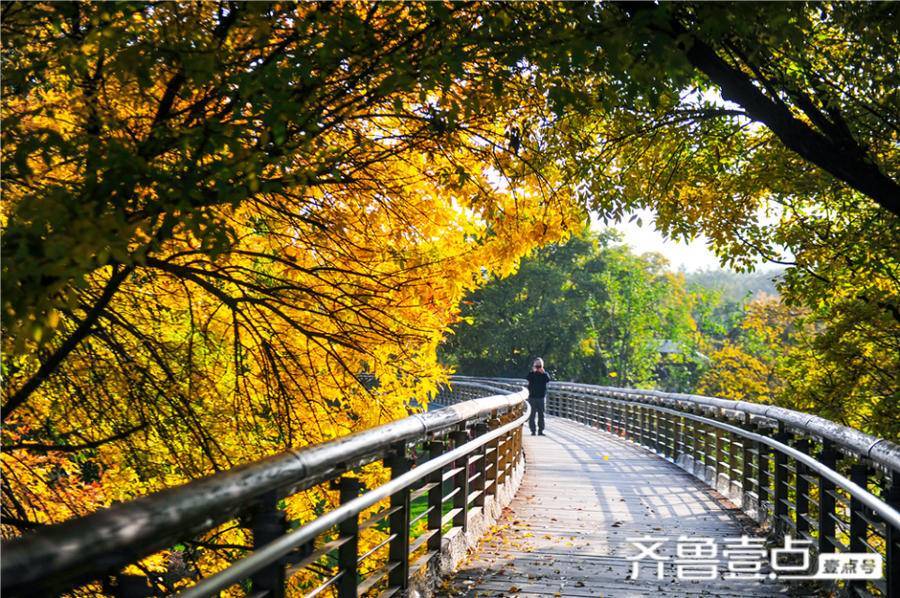 晚秋的泉城公園,就像打散了秋天的調色盤