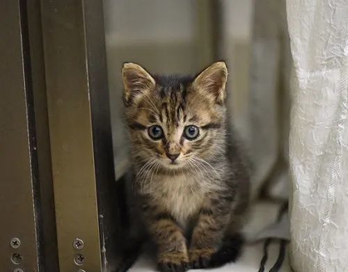 身为田园猫一哥的狸花猫,到底有多厉害?1.身体超棒,吃嘛嘛香!