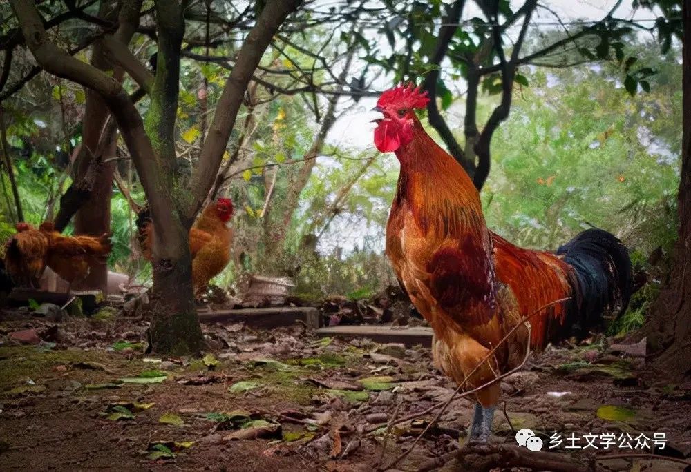 乡土散文:鸡啼声声有一次我夜里突然被鸡叫声惊醒,害怕迟到,闹着要去