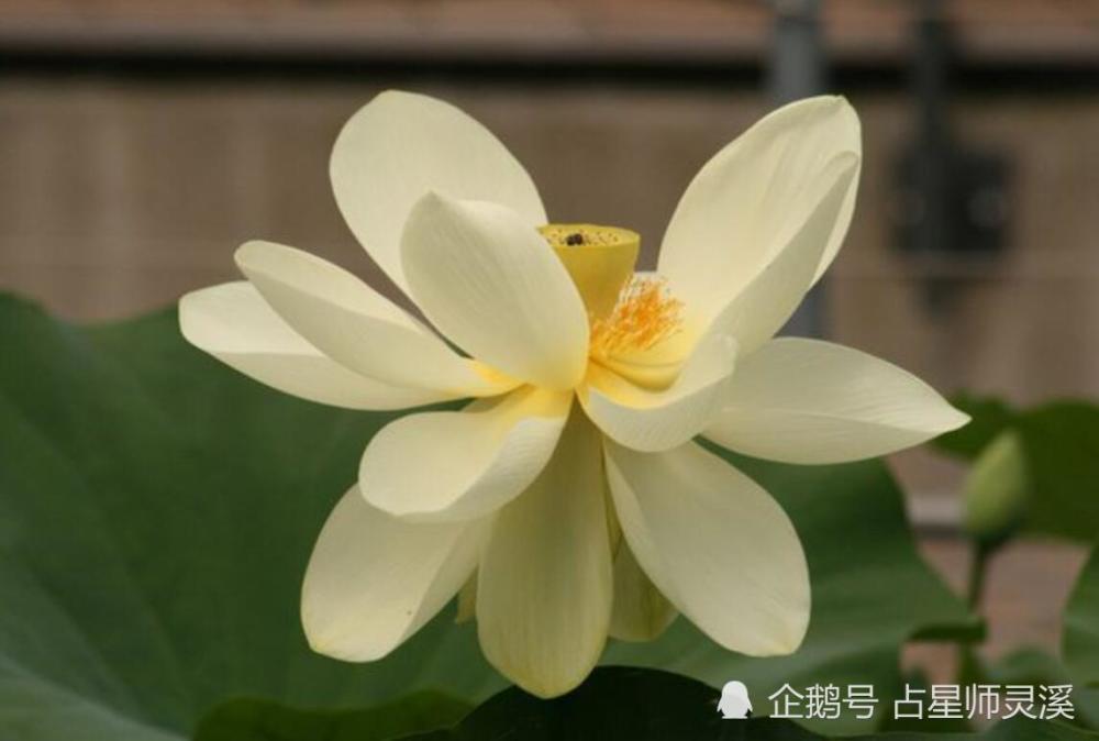 11月5日运里吉星坐镇 哪些星座好运接二连三 腾讯新闻