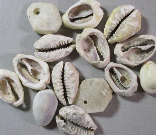 先秦使用贝壳为货币为啥古人不去海边捡专家不捡才是聪明人