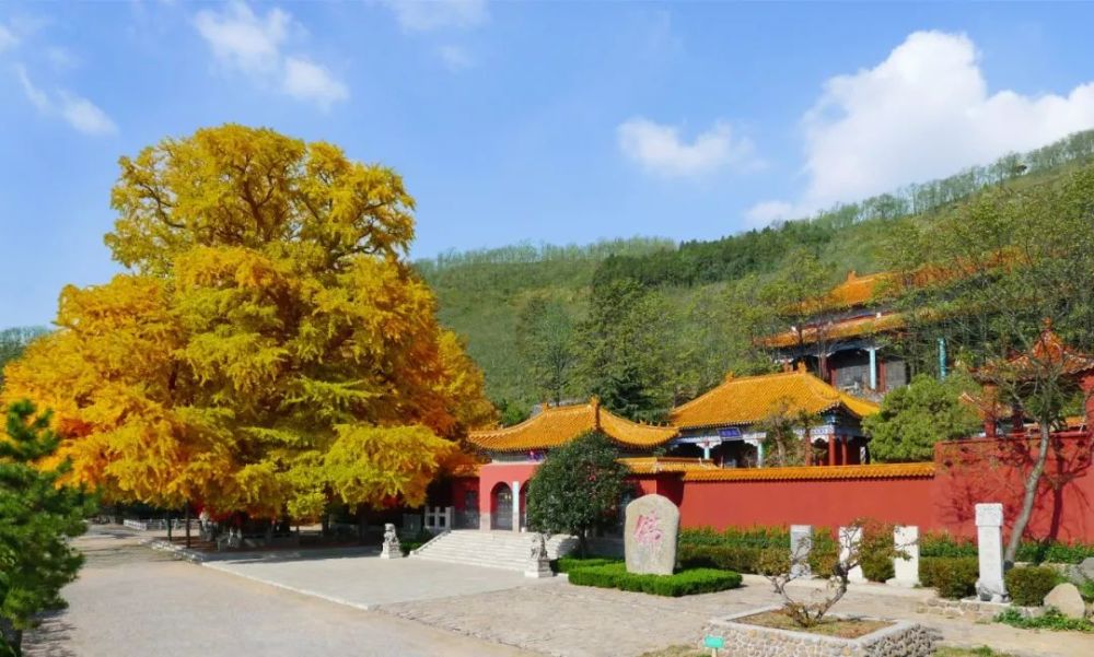 预告城顶山这两株千年银杏树最佳观赏期将至错过今年再等一年