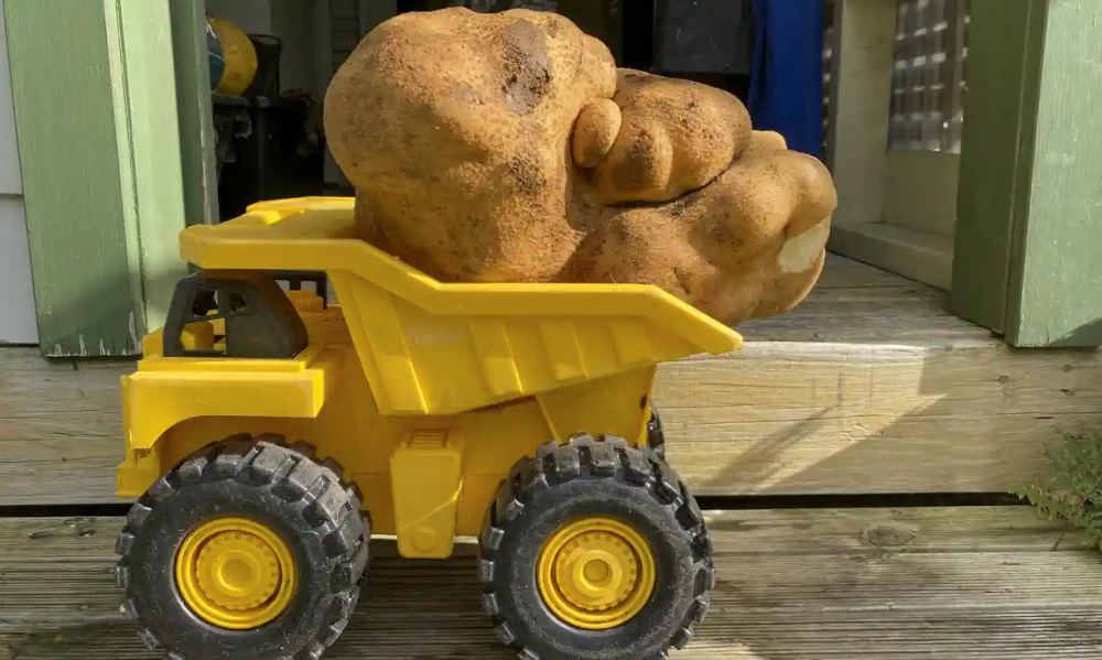 新西兰巨型土豆或成世界上最大的土豆重达79公斤