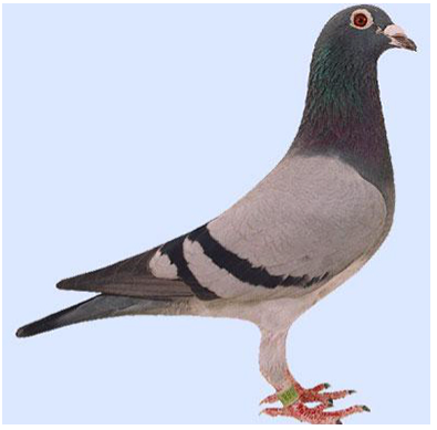 名家铭鸽超级鸽族盖比灰色传奇