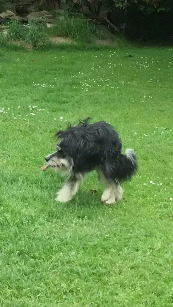 哈哈哈哈哈哈哈狗子看了都摇头:拍得真好,下次不许拍了!还是白龙马?