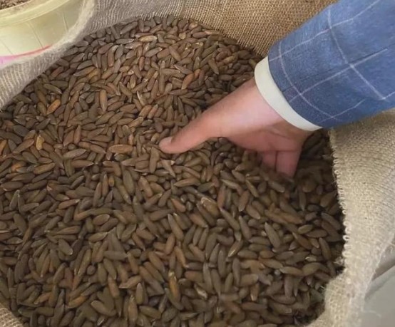 阿富汗松子走向我国小小的松子有大作用对阿地区好处极多