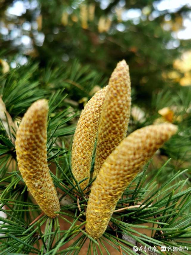 蓬莱黄海公园的雪松开花了香透整个清晨