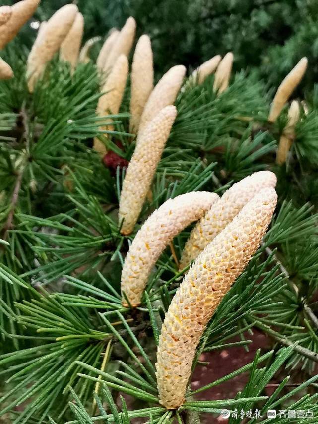 蓬莱黄海公园的雪松开花了香透整个清晨