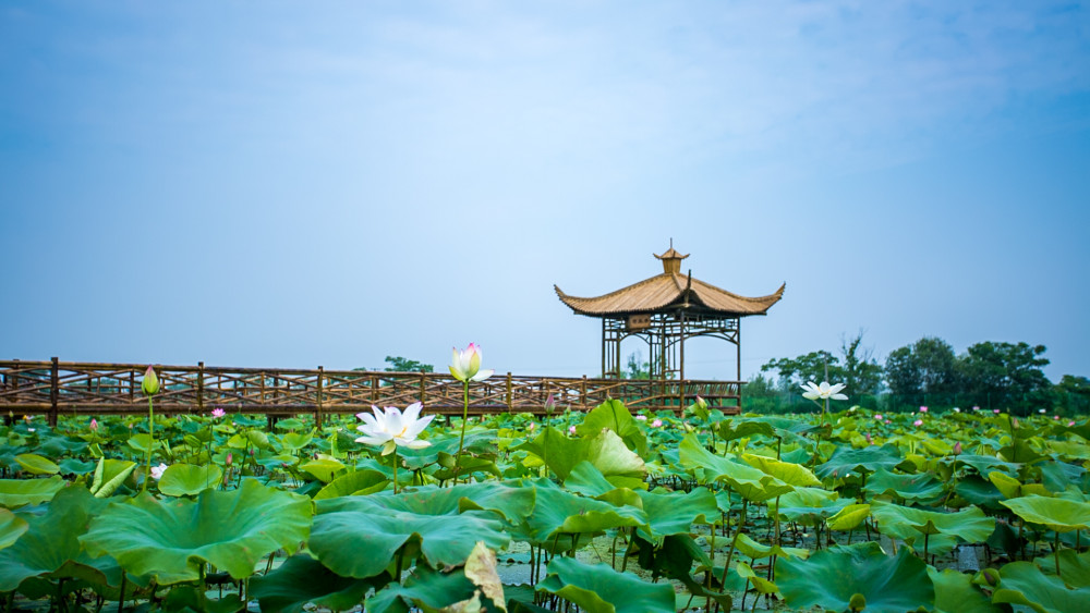 这里是陶辛荷花小镇