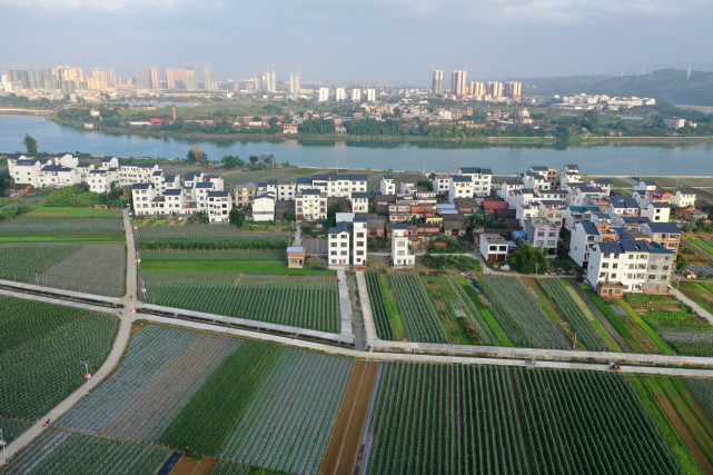 (經濟)廣西田東:產業發展鄉村美|田東縣|廣西|陸波岸|四平村|平馬鎮