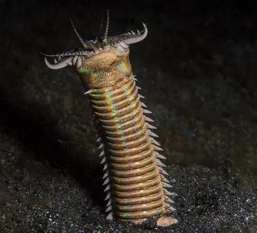 沙丘里的吃人沙虫现实里也有哦不过它是被吃掉的那个