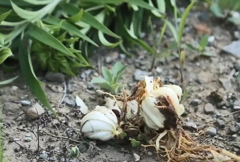 農民種植的百合花不僅觀賞價值高其果實還能食用你吃過嗎評論給我在線