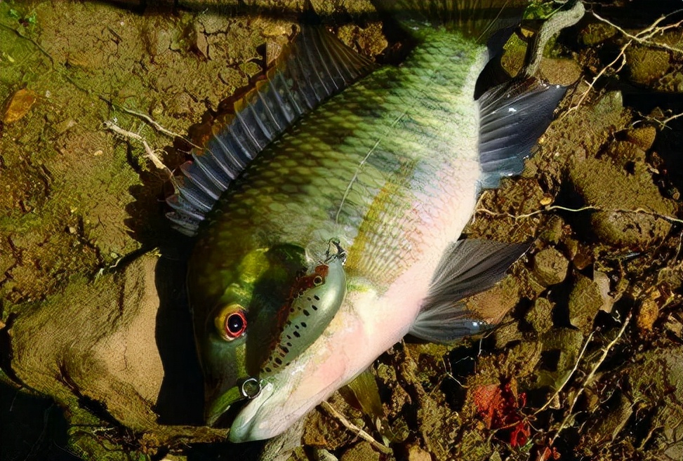 路亚罗非就用这三种手法,搭配不同的拟饵,抛一次竿中一条鱼-腾讯新闻