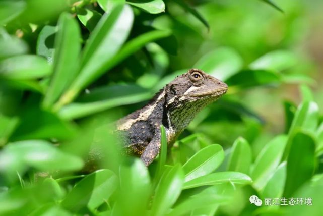 生物多样性百科云南龙蜥