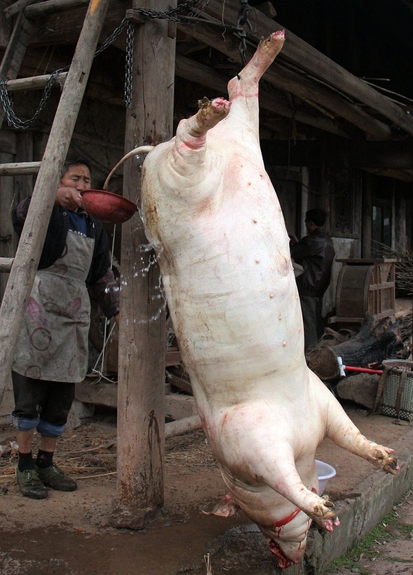 四川还能不能杀年猪了详细解读